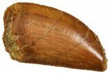 Serrated Raptor Tooth - Real Dinosaur Tooth #371395-1
